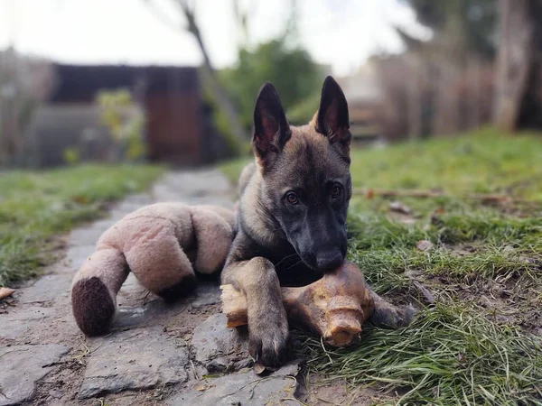 German Shepherd Dog Young Puppy Eating Bone Meat Granula Slovakia — Stock Photo, Image