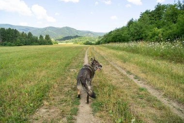 Alman çoban köpeği bahçede ya da çayırda oynuyor. Slovakya