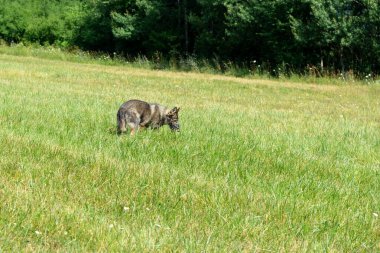 Alman çoban köpeği bahçede ya da çayırda oynuyor. Slovakya
