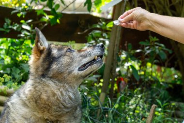 Alman çoban köpeği bahçede ya da çayırda oynuyor. Slovakya