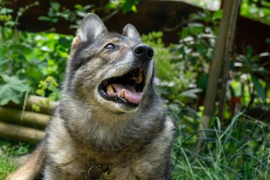 Alman çoban köpeği bahçede ya da çayırda oynuyor. Slovakya