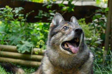 Alman çoban köpeği bahçede ya da çayırda oynuyor. Slovakya