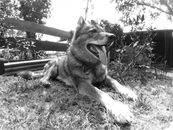 Perro Pastor Alemán Jugando Jardín Prado Naturaleza Países Bajos — Foto de Stock