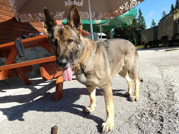 Tysk Herdehund Leker Trädgården Eller Ängen Naturen Slovakien — Stockfoto