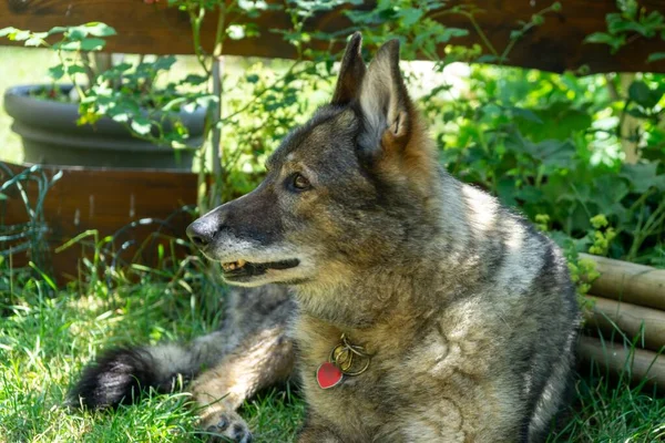 Perro Pastor Alemán Jugando Jardín Prado Naturaleza Países Bajos — Foto de Stock