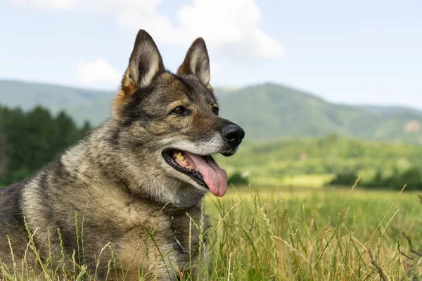 Chien Berger Allemand Jouant Dans Jardin Prairie Dans Nature Slovaquie — Photo