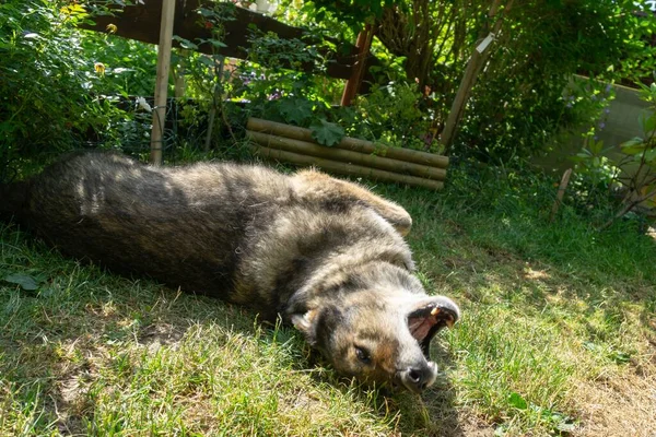 自然界の庭や牧草地で遊ぶドイツの羊飼いの犬 スロバキア — ストック写真