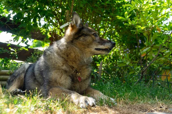 Perro Pastor Alemán Jugando Jardín Prado Naturaleza Países Bajos — Foto de Stock