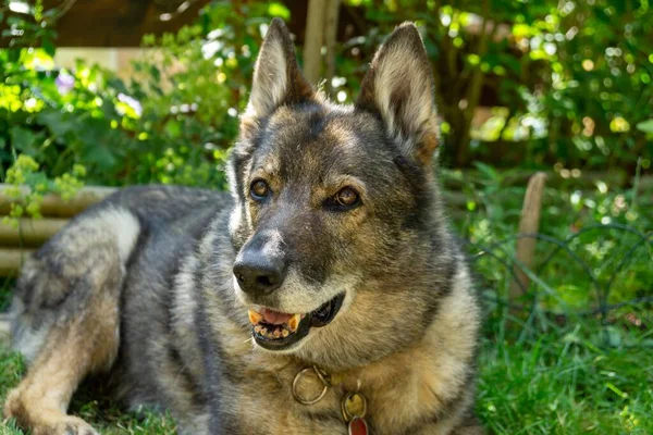 Німецький Собака Пастух Грає Саду Або Лузі Природі Словаччина — стокове фото
