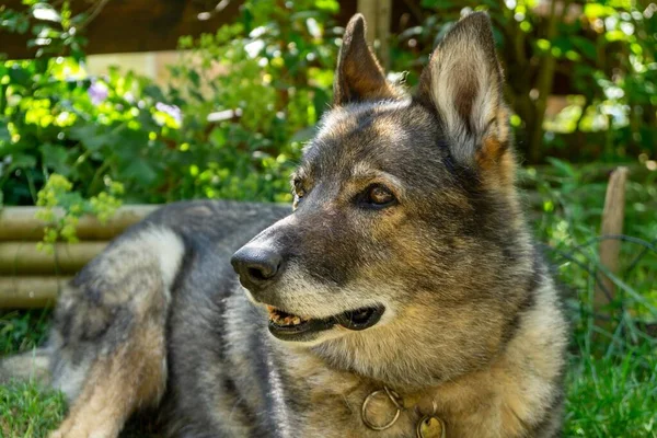 Cane Pastore Tedesco Che Gioca Giardino Prato Natura Slovacchia — Foto Stock