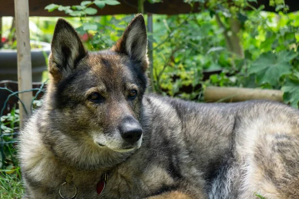 自然界の庭や牧草地で遊ぶドイツの羊飼いの犬 スロバキア — ストック写真