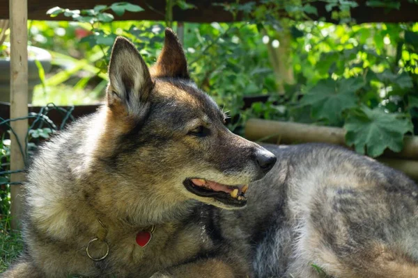 自然界の庭や牧草地で遊ぶドイツの羊飼いの犬 スロバキア — ストック写真