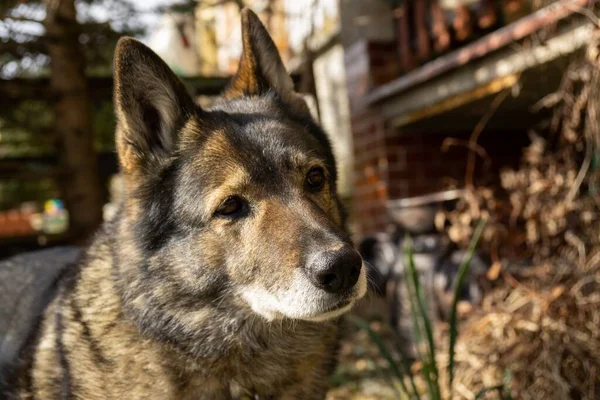 Cane Pastore Tedesco Che Gioca Giardino Prato Natura Slovacchia — Foto Stock