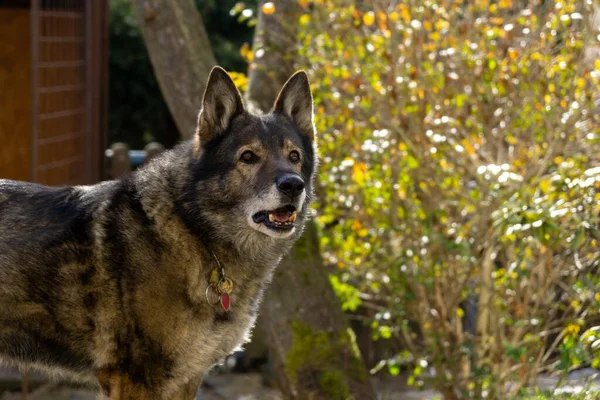 Німецький Собака Пастух Грає Саду Або Лузі Природі Словаччина — стокове фото