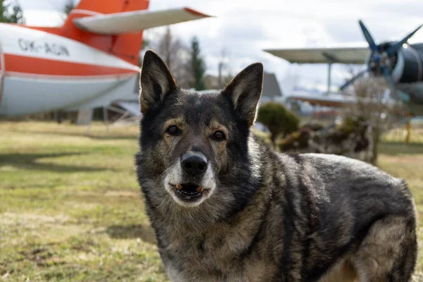 German Shepherd Dog Guarding Airport Aeromuseum Slovakia — Stock Photo, Image