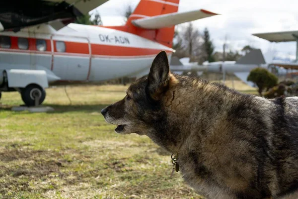 German shepherd dog guarding the airport and aeromuseum. Slovakia