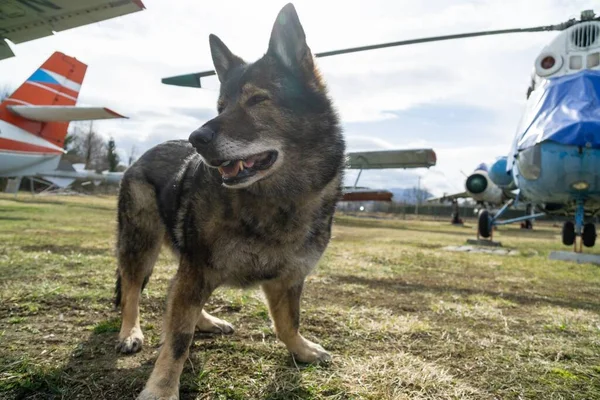 German Shepherd Dog Guarding Airport Aeromuseum Slovakia — Stock Photo, Image