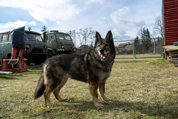 German shepherd dog guarding the airport and aeromuseum. Slovakia