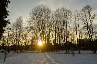 Slovakya, ormandaki ağaçların gündüz çekimleri