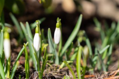Güzel çiçekler. Yakın çekim. 