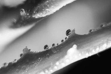  Çiçek açan arkaplanda, yakın plan çekim 