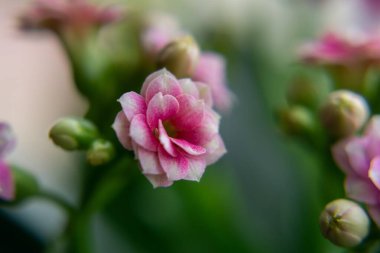 Güzel çiçekler. Yakın çekim. 
