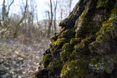 Ormanda sonbahar ağaçları, Slovakya
