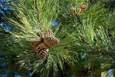 İğneler ve koniler ile çam ağacı dalları, doğal duvar kağıdı