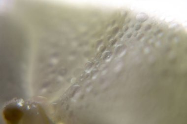 Bitki yapraklarının yakın çekim