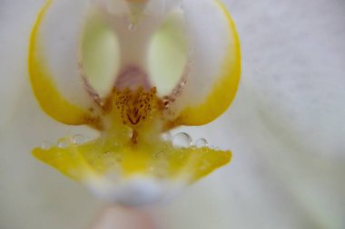  Çiçek açan arkaplanda, yakın plan çekim 