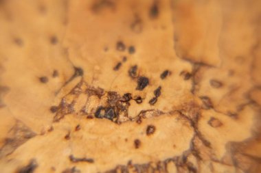 Soyut doku ahşap arkaplanın yakın görüntüsü 