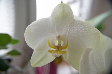 Güzel çiçekler. Yakın çekim. 