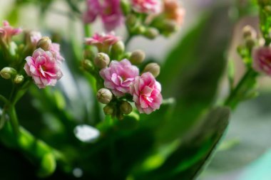 Güzel çiçekler. Yakın çekim. 