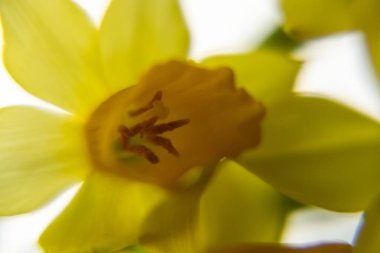 Güzel çiçekler. Yakın çekim. 