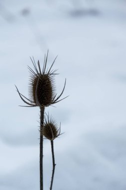 Gün doğarken dağlarda ve bulutlar tarlada