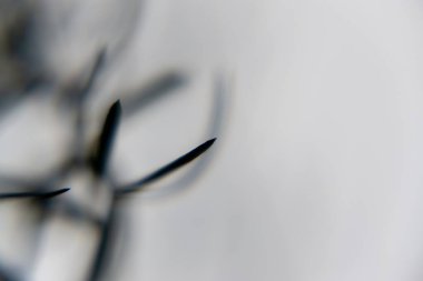 Bitki saplarını yakın çekim, siyah ve beyaz çekim