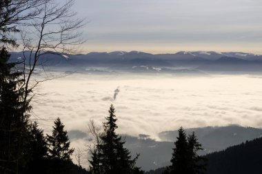 Slovakya, ormandaki ağaçların gündüz çekimleri