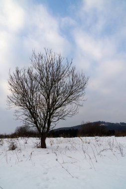 Ormandaki ağaçlar ve patikalar. Slovakya
