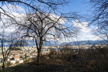Ormanda sonbahar ağaçları, Slovakya