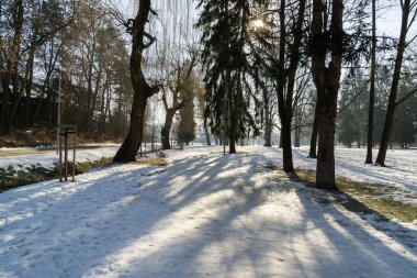 Slovakya, ormandaki ağaçların gündüz çekimleri