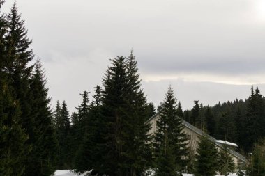 Slovakya, ormandaki ağaçların gündüz çekimleri