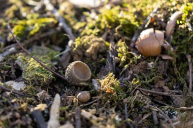 Kış boyunca ormanda ve dağlarda yosun..