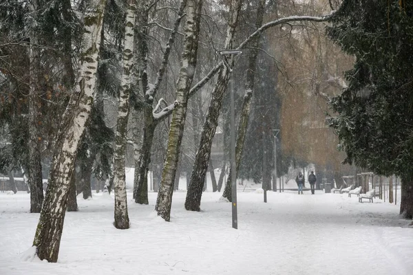 Снимки Зимнего Дня Парке Словакии — стоковое фото