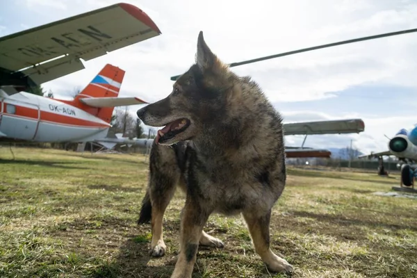 German shepherd dog guarding the airport and aeromuseum. Slovakia