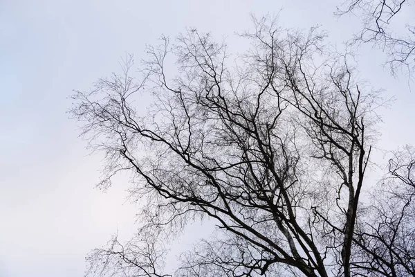 Tagsüber Aufnahmen Von Bäumen Wald Slowakei — Stockfoto