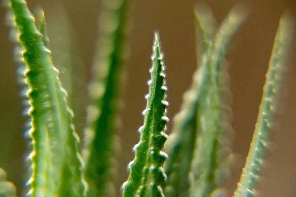 Cerrar Disparo Las Hojas Las Plantas —  Fotos de Stock