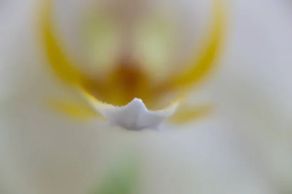 Blooming Flower Background Close Shot — Stock fotografie