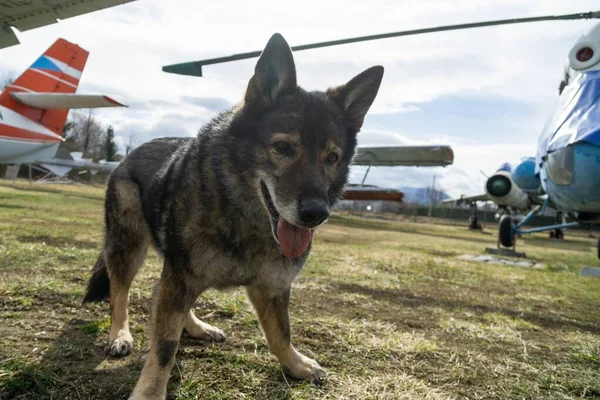 German Shepherd Dog Guarding Airport Aeromuseum Slovakia — Stock Photo, Image