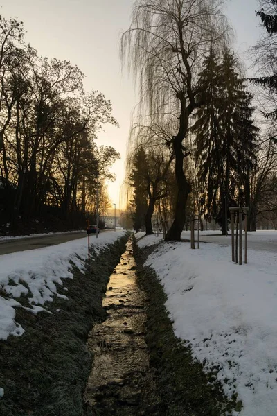 Día Tiro Árboles Bosque Eslovaquia — Foto de Stock