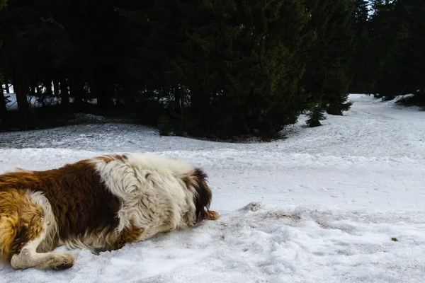 Cão Desfrutando Neve Inverno Eslováquia — Fotografia de Stock